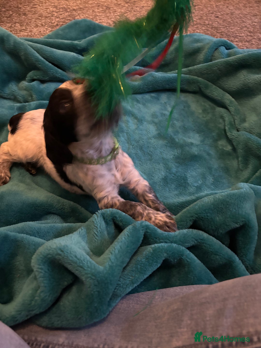 Cocker Spaniel dogs for sale: Georgous blue roan cocker spaniels - Image 26