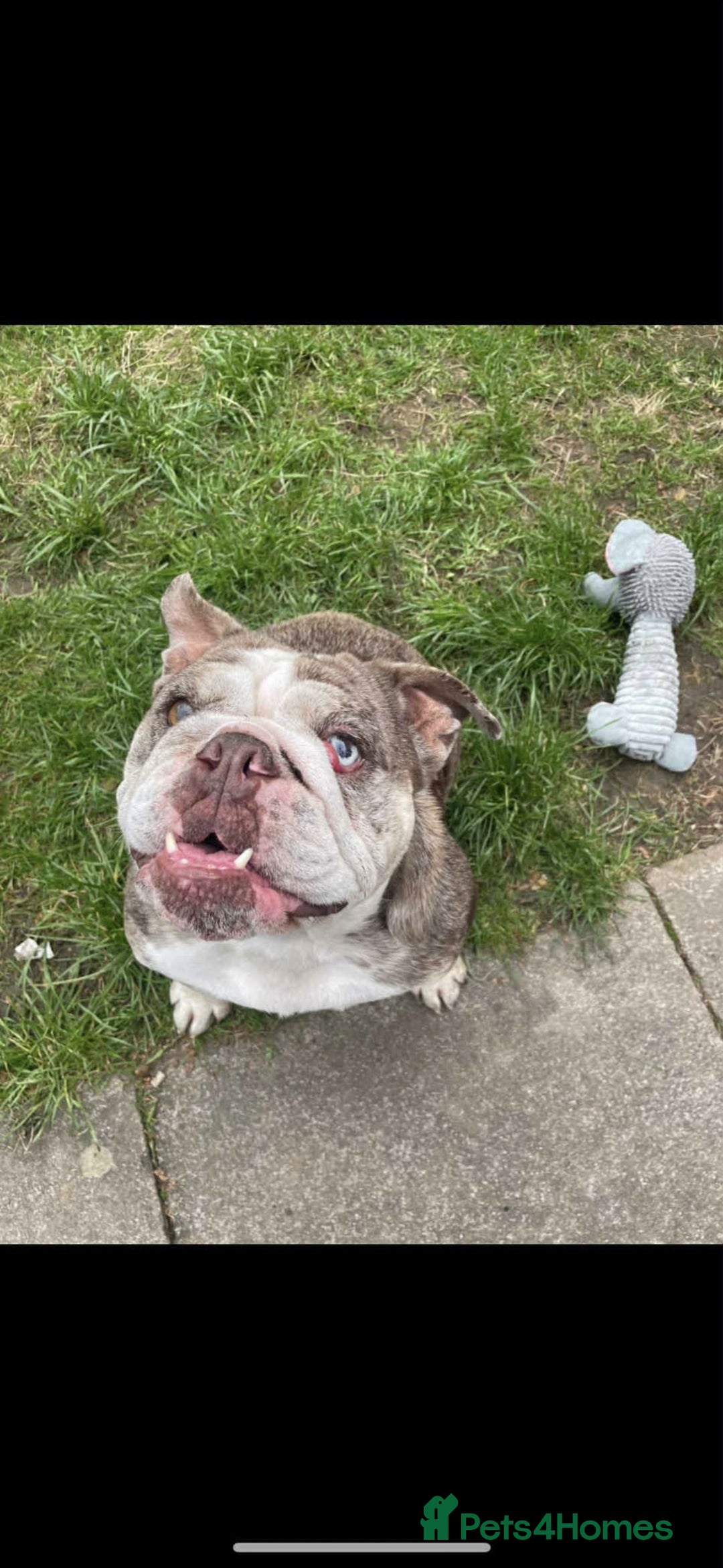 English Bulldog dogs for sale: Cookie - Advert 1