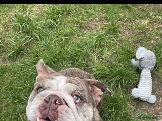 English Bulldog dogs Cookie - Advert 1