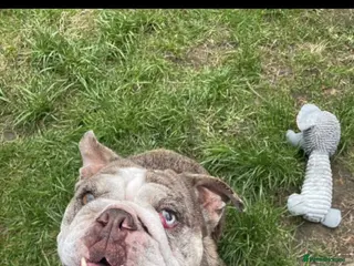 English Bulldog dogs Cookie - Advert 6