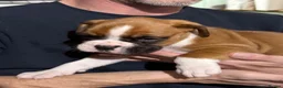 Boxer dogs for sale: Boxer puppys - Advert 7