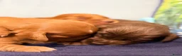 Cocker Spaniel dogs for sale: 5stunning kc registered puppies🩵 - Advert 21