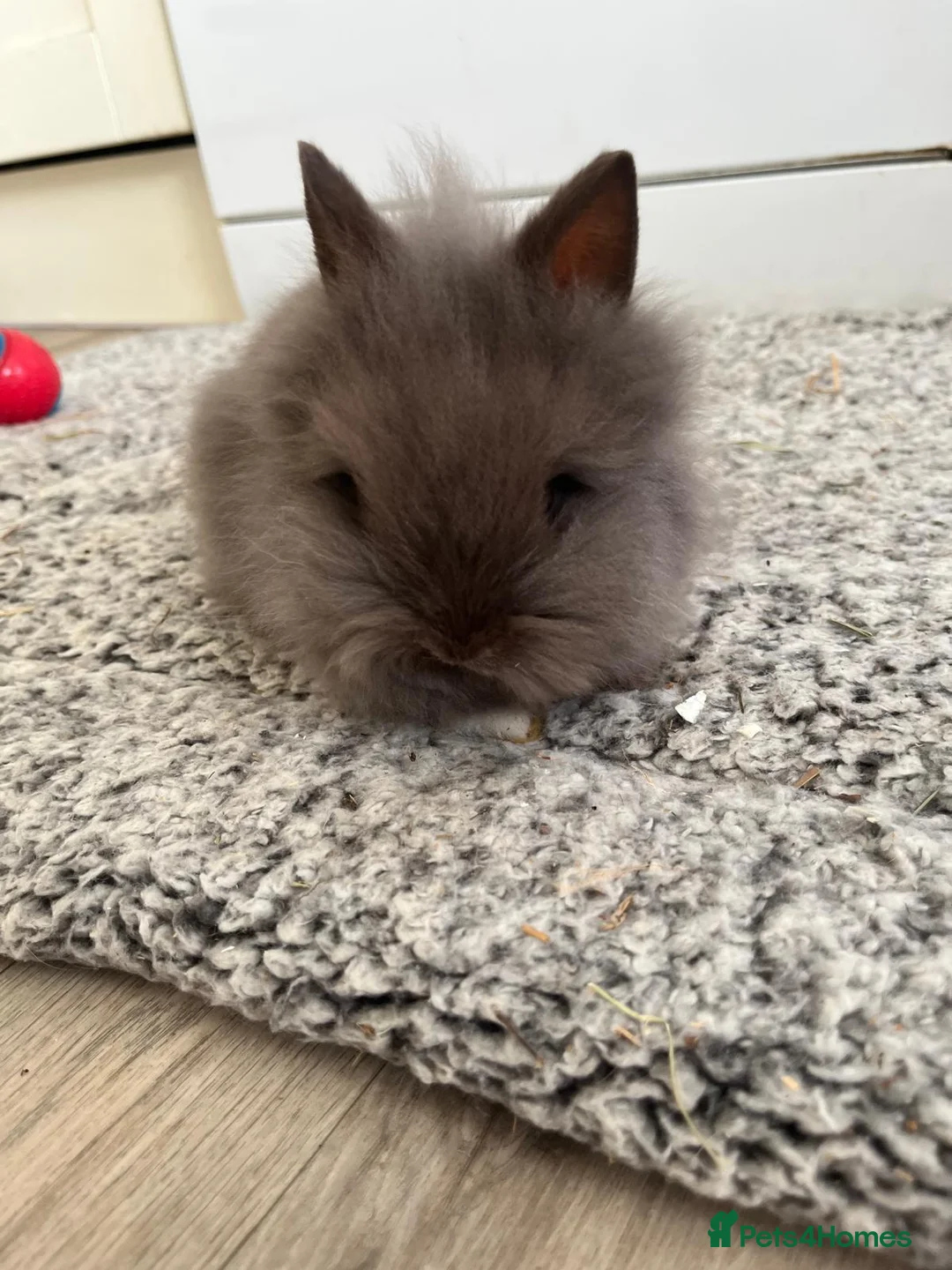 Angora rabbits for sale: Beautiful Angora/ lionhead rabbits - Advert 2
