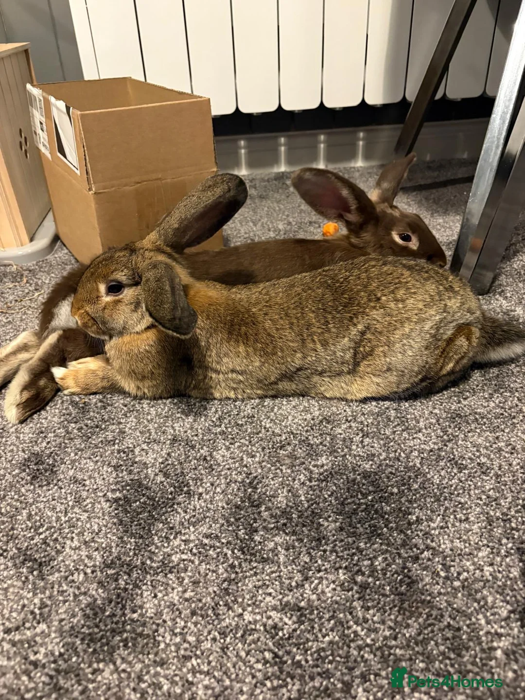 Rex rabbits for sale: Willow & Chestnut  in Eastleigh - Advert 2