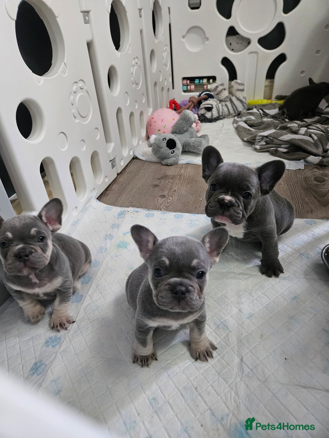 French Bulldog dogs for sale: French bulldog frenchie puppies  - Advert 10