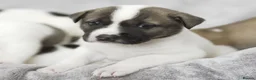 Mixed Breed dogs for sale: F1 American Bulldog x American Akita Puppies in London - Advert 7