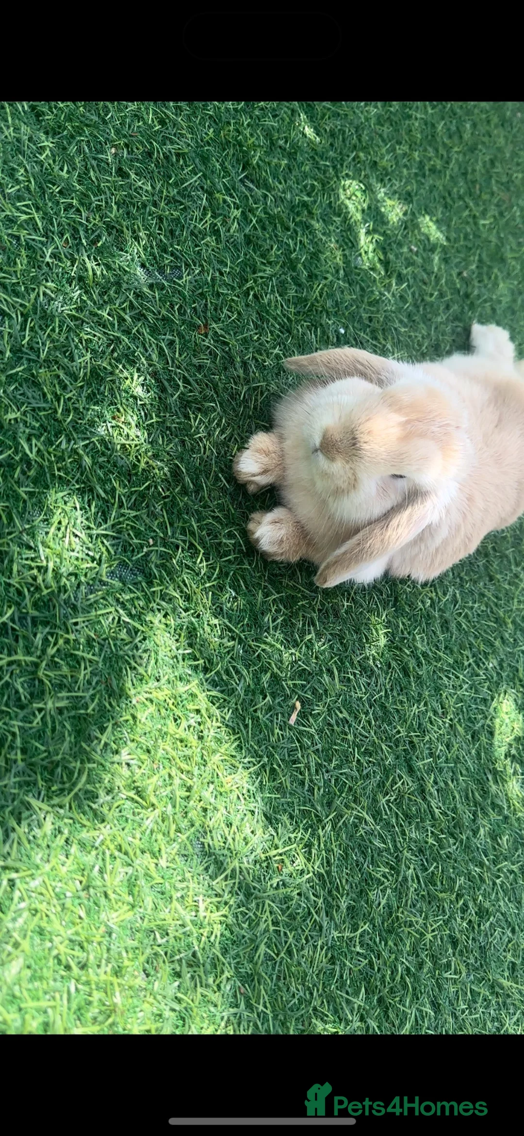 Mini Lop rabbits for sale: Cute mini lop bunny for sale❤️ - Advert 4