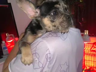 French Bulldog dogs 2 left French bulldog puppy's for sale - Advert 14