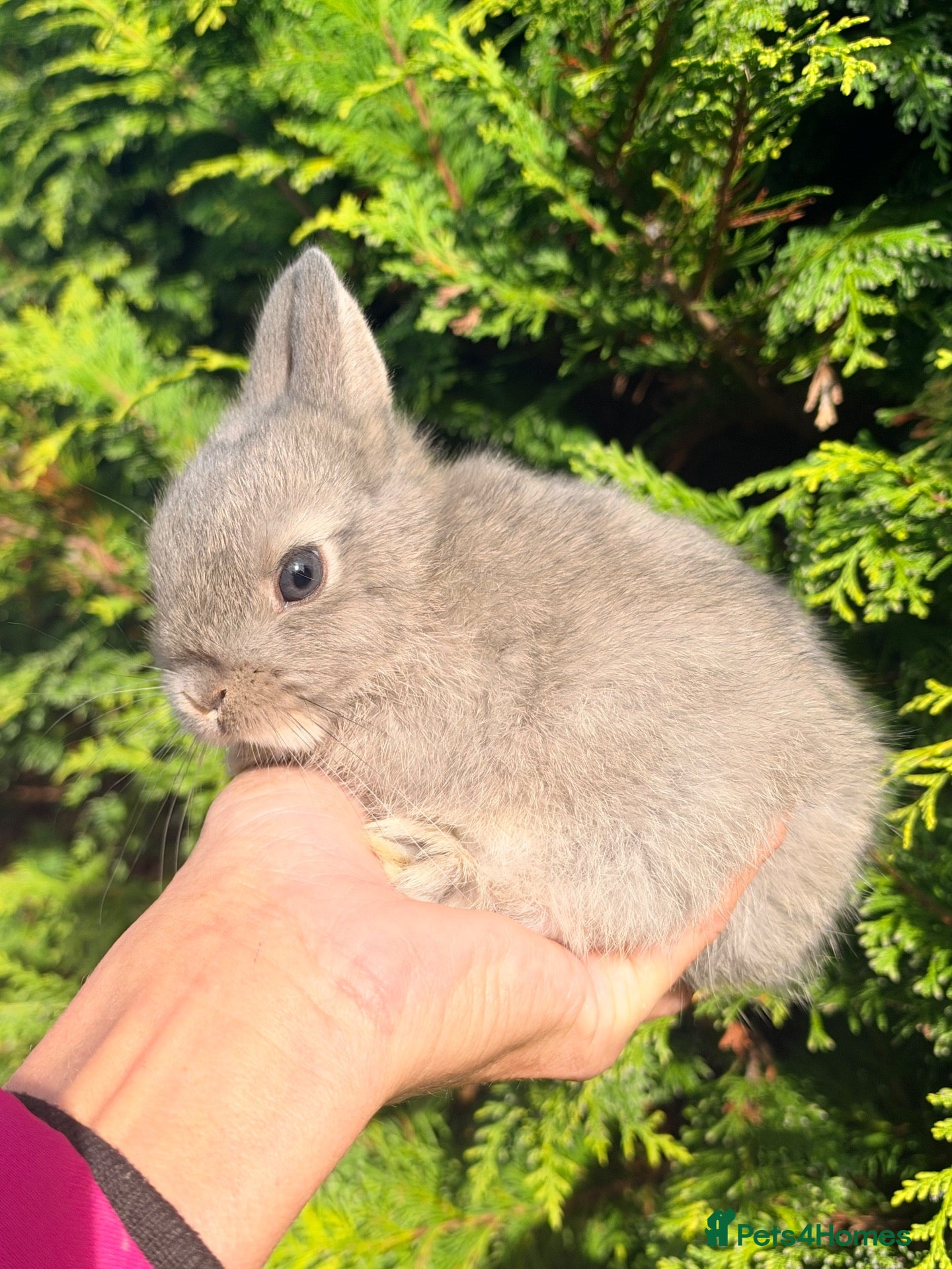 Netherland Dwarf rabbits Tiny Netherland Dwarf Baby Rabbit Bunny Male Boy  - Advert 5