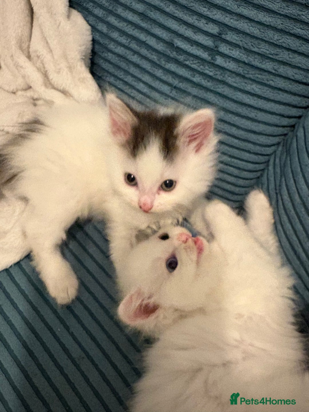 Mixed Breed cats for sale: Adorable fluffy kittens  - Advert 8