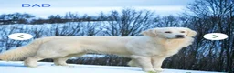 Golden Retriever dogs for sale: Beautiful Golden retriever Pups Showline KC Reg - Advert 13