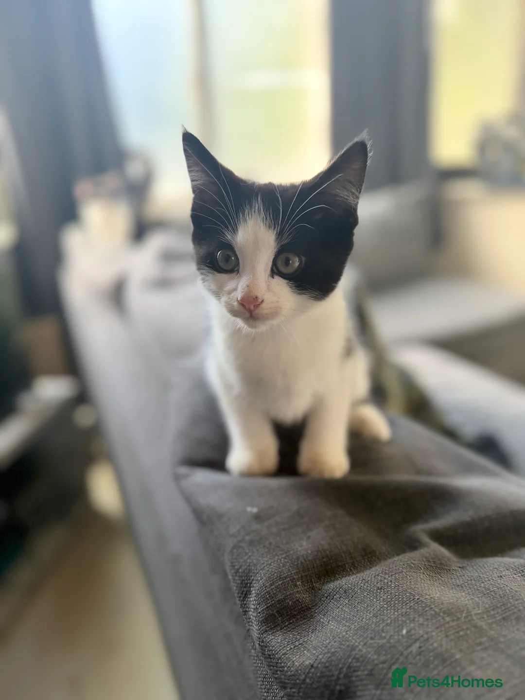 Turkish Angora cats for sale: Turkish Angora Kittens for Sale - Advert 4