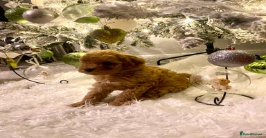 Poochon dogs 🐶🐾 4 STUNNING POOCHON PUPS 🐾🐶 - Advert 3