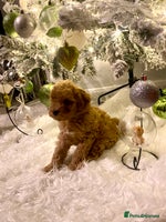 Poochon dogs 🐶🐾 4 STUNNING POOCHON PUPS 🐾🐶 - Advert 3