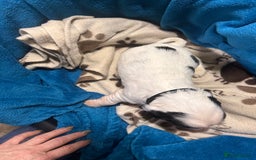 Cocker Spaniel dogs for sale: Cocker spaniel puppies for sale - Advert 7