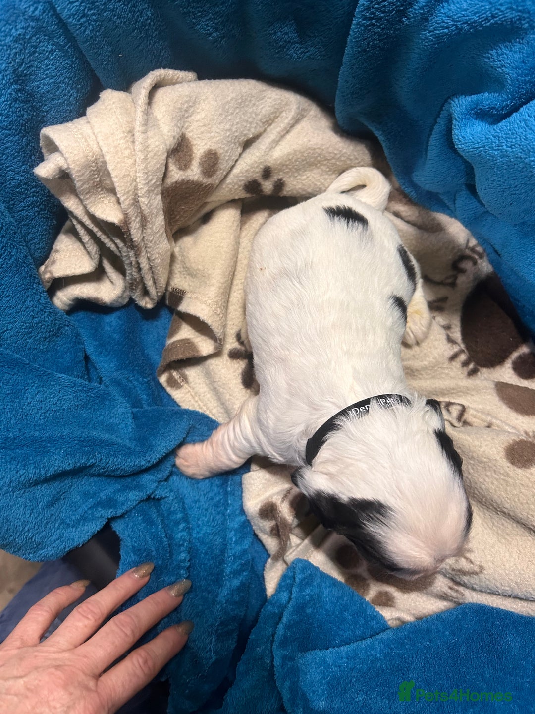 Cocker Spaniel dogs for sale: Cocker spaniel puppies for sale - Advert 7