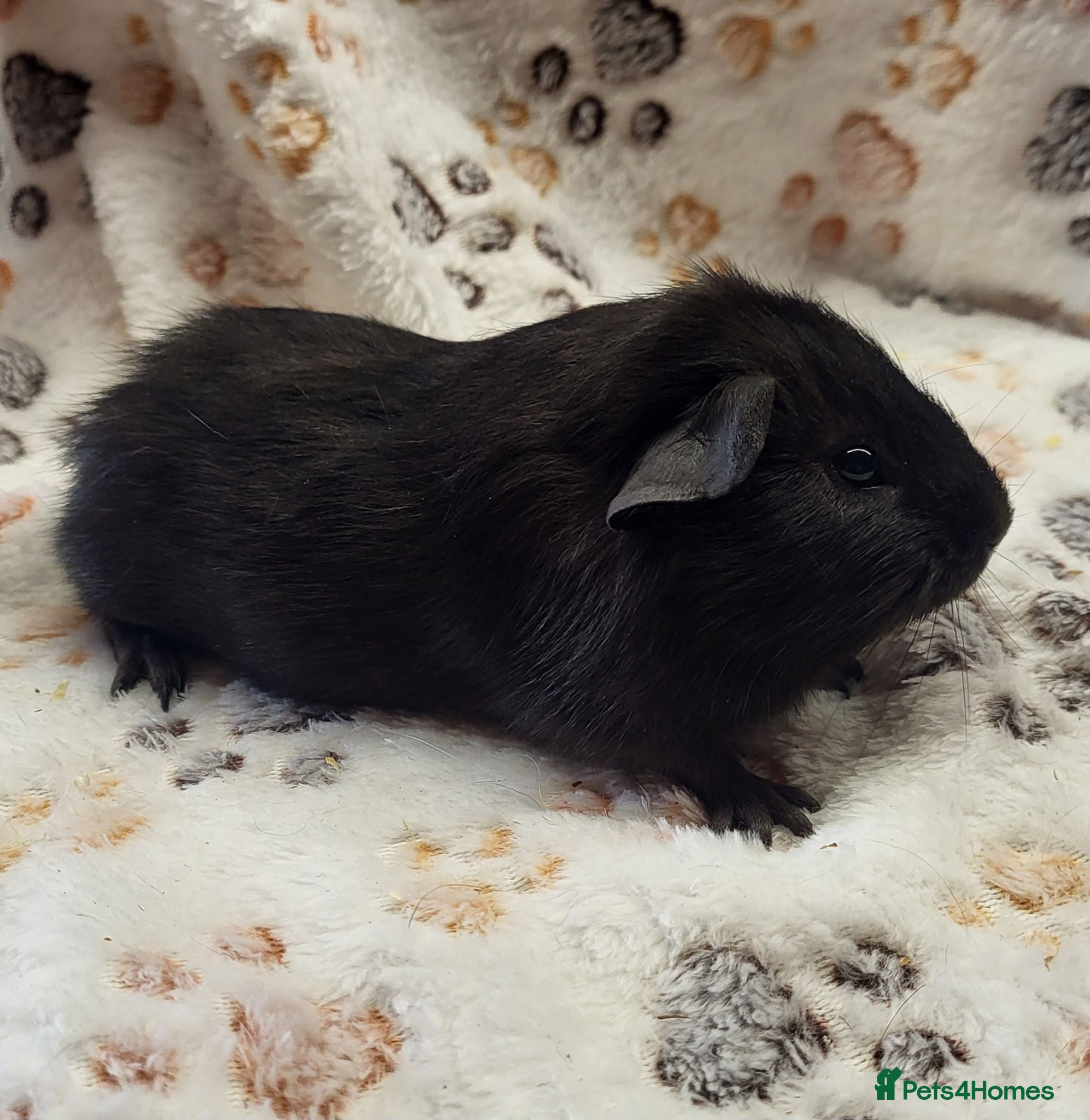 Guinea Pig rodents Sisters  - Advert 2