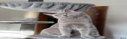 British Shorthair cats for sale: 💙Beautiful Blue British Shorthair Kittens💙 - Advert 19