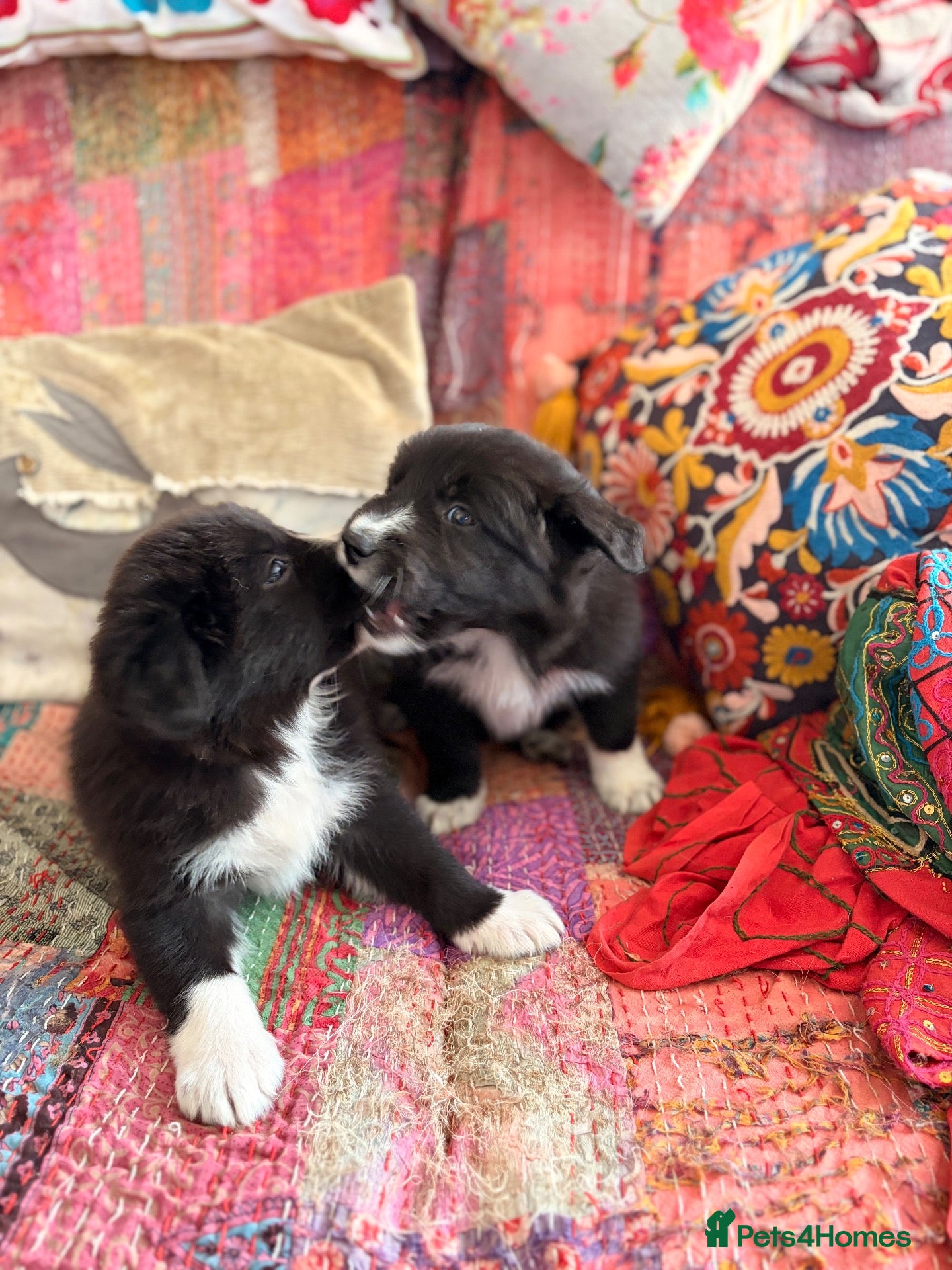 Border Collie dogs STUNNING BORDER COLLIE PUPS.  - Advert 3