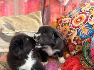 Border Collie dogs STUNNING BORDER COLLIE PUPS. - Advert 16