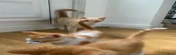 American Shorthair cats for sale: American Shorthair twins  - Advert 1