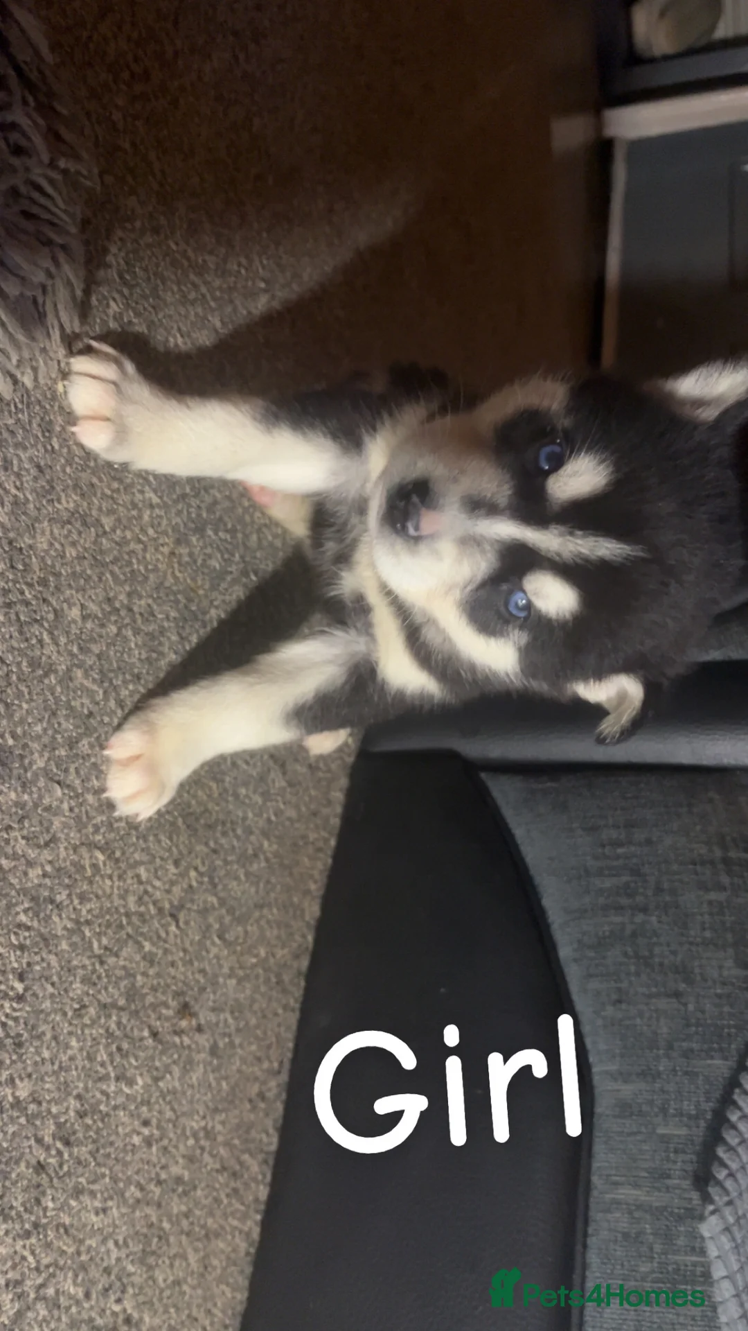 Siberian Husky dogs for sale: 7 husky pups - Advert 10