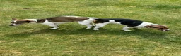 Jack Russell dogs for sale: Top quality jack Russell puppy’s for sale  in Chalfont Saint Giles - Advert 5