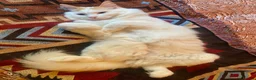 Ragdoll cats for sale: Handsome Male Ragdoll in Exeter - Advert 4