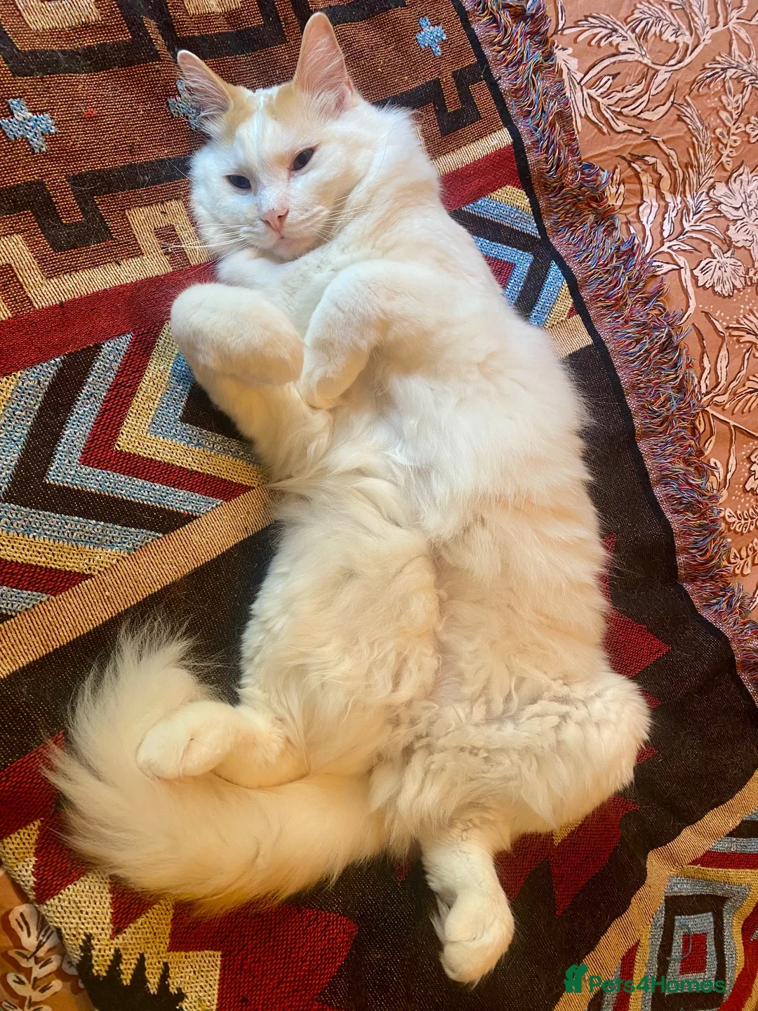 Ragdoll cats for sale: Handsome Male Ragdoll in Exeter - Advert 4