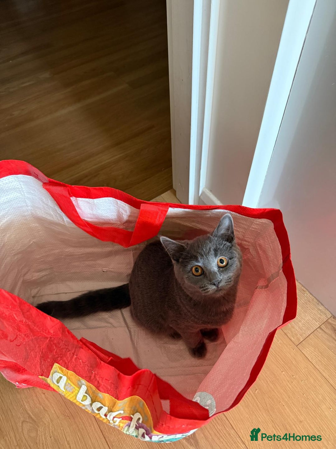 British Shorthair cats for sale: 6 month old British Short Hair  - Advert 3