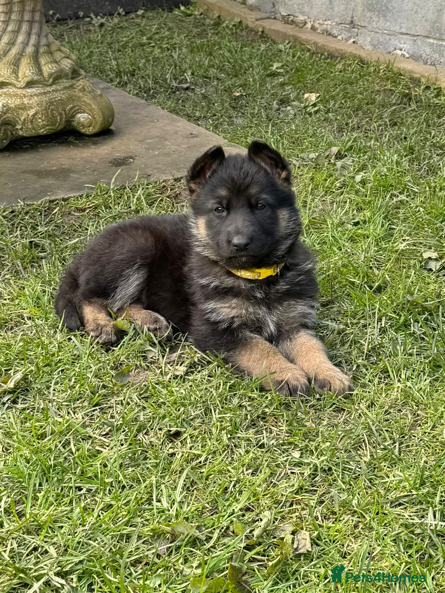 German Shepherd dogs Kc registered German shepherd puppies  - Advert 1