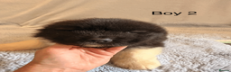 Akita dogs for sale: Chunky Beautiful American Akita Puppies - Advert 8