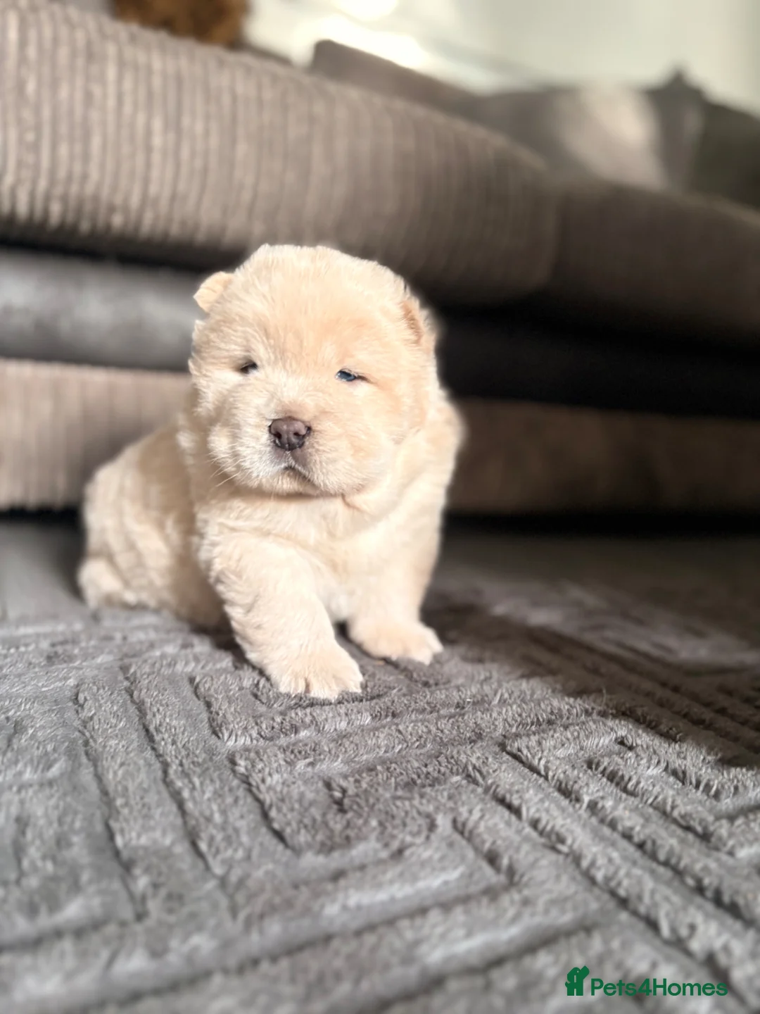 Chow Chow dogs for sale: STUNNING FLUFFY CREAM CHOWCHOW PUPPIES🧸🐾 KC REG in Wolverhampton - Advert 2
