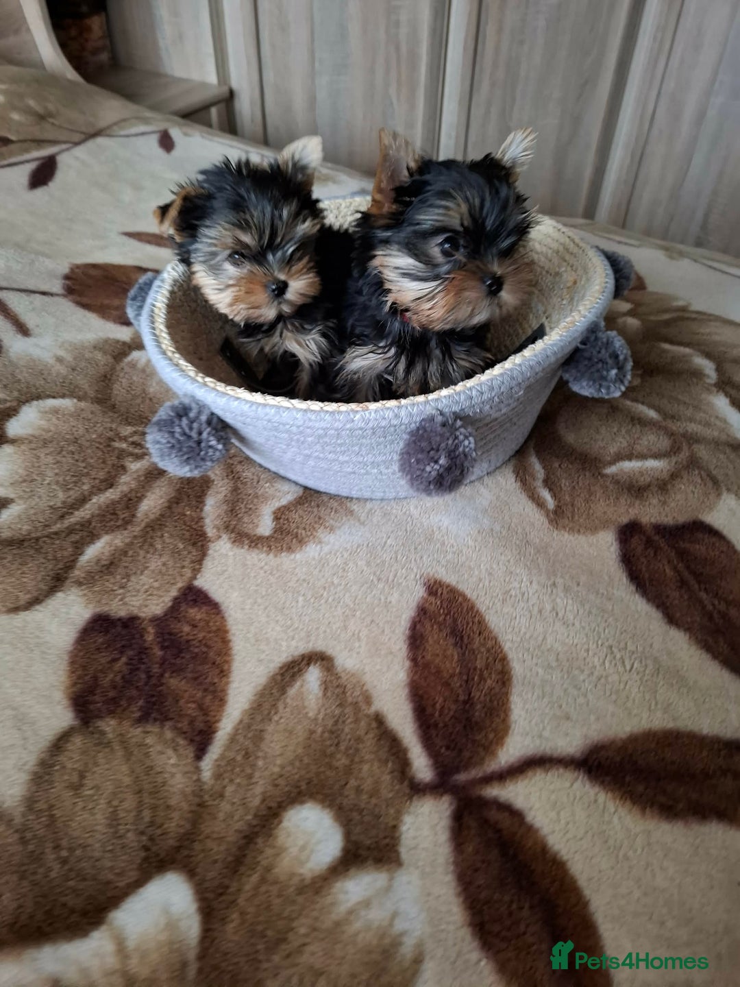 Yorkshire Terrier dogs for sale: Mini Yorkshire Terrier female pups - Advert 5