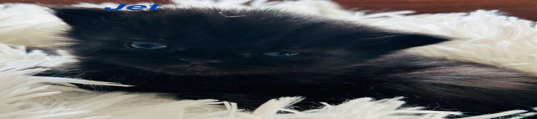Jet