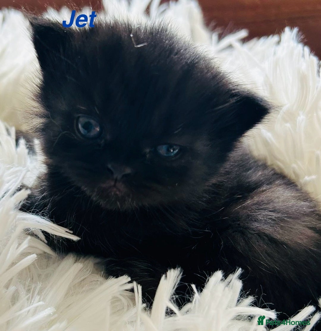 Himalayan cats for sale: Rare Himalayan mix kittens - Image 6