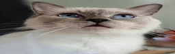 Ragdoll cats for sale: Retired Queen GCCF registered 7yrs old in Keighley - Advert 4