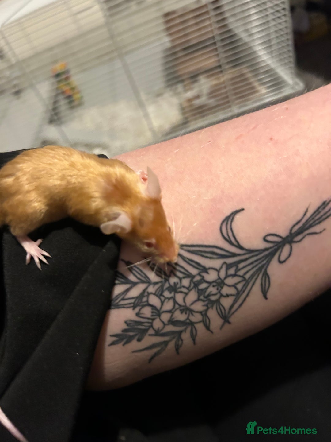 Mouse rodents for sale: Female fancy mice - Image 5
