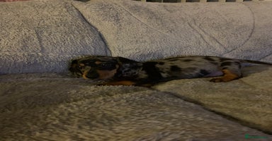 Dachshund dogs - Advert 8