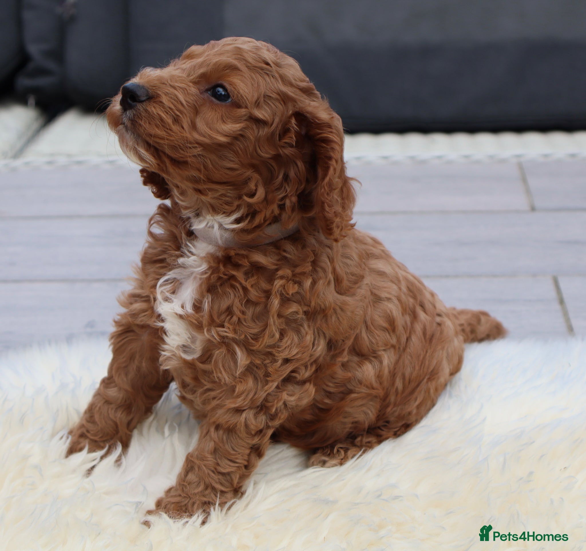 Cockapoo dogs ELITE COCKAPOOS HAVE 1 F1 COCKAPOO PUP AVAILABLE - Advert 2