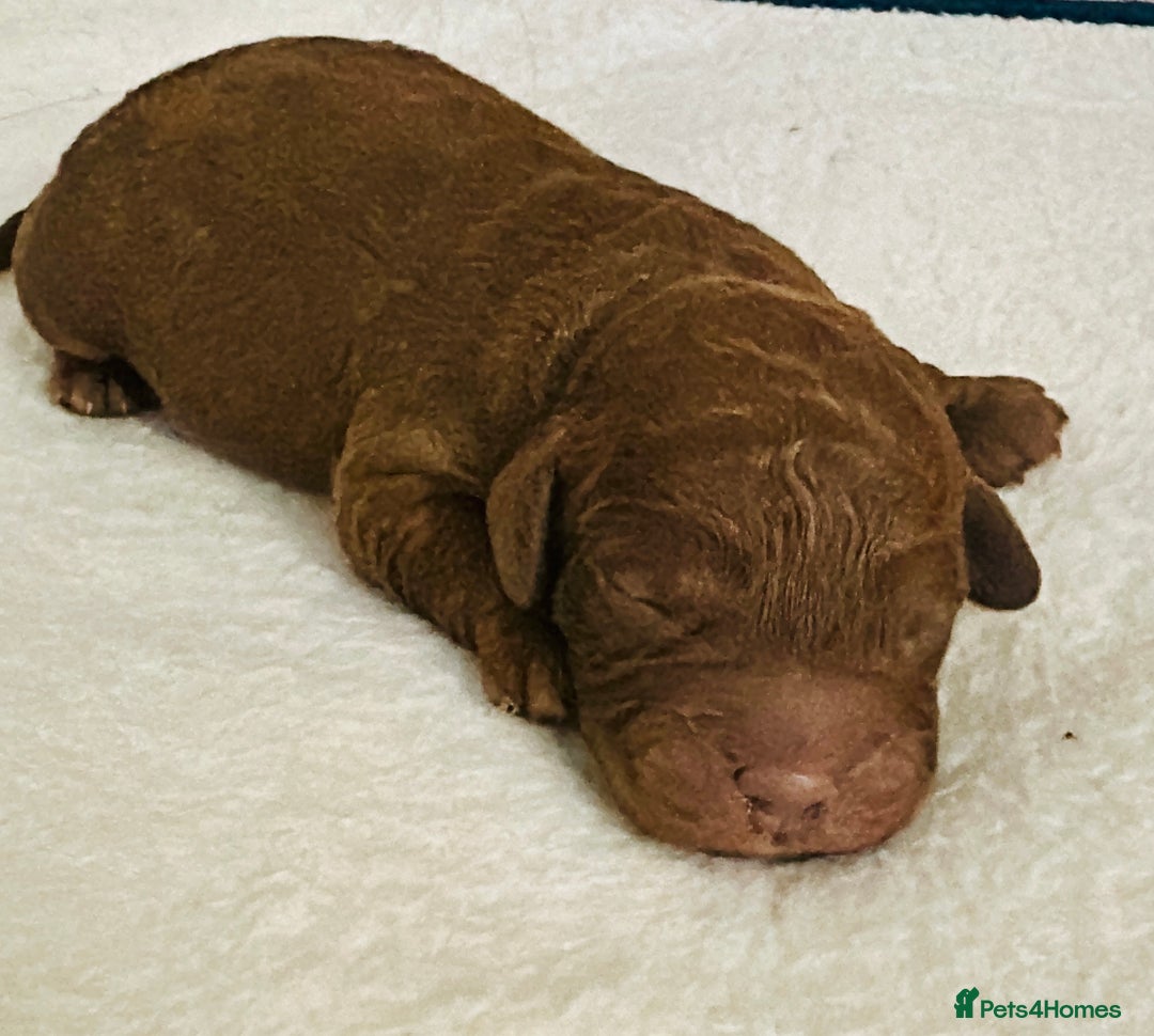 Cavapoo dogs for sale: A Premium litter of F1B Toy Cavapoo Puppies  - Advert 9