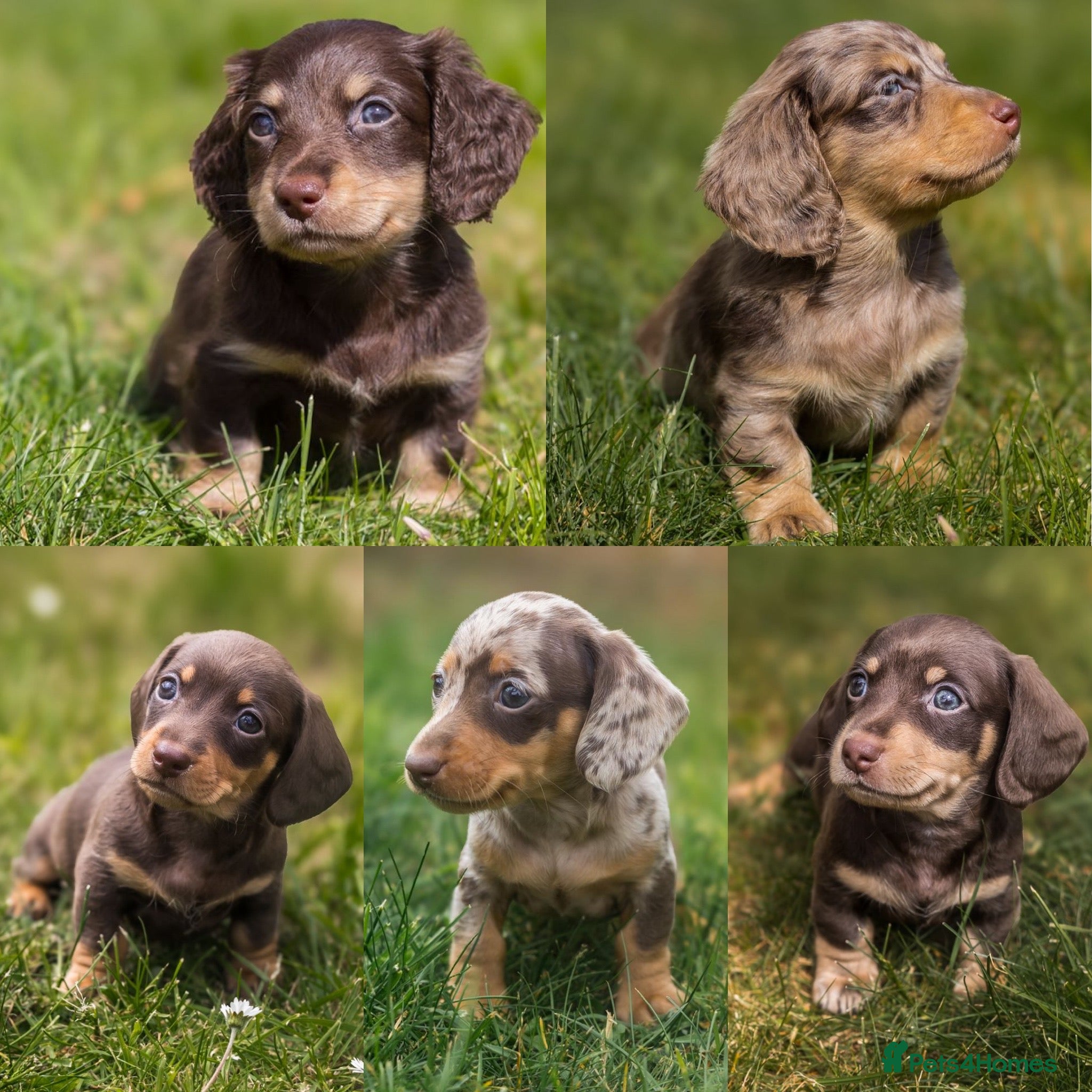 Miniature Dachshund dogs KC Miniature Dachshunds - PRA, DM and OI Clear - Advert 7