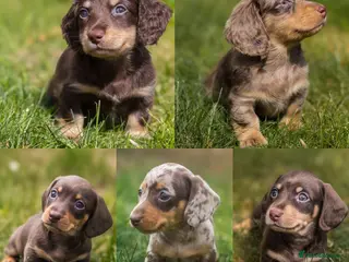 Miniature Dachshund dogs KC Miniature Dachshunds - PRA, DM and OI Clear - Advert 7
