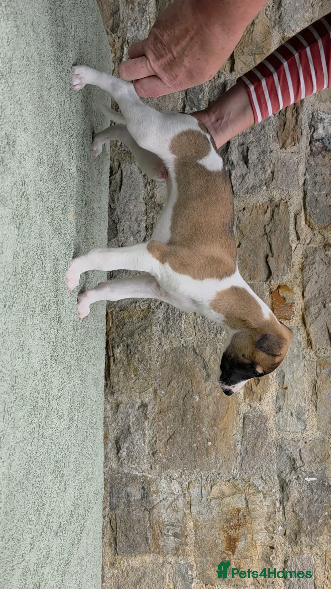 Whippet dogs for sale: Pedigree bred show whippets  - Advert 2