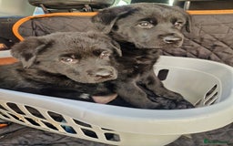 Mixed Breed dogs for sale: Rottweiler  and long haired shepherd mix pups - Advert 3
