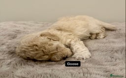 Maltipoo dogs for sale: Adorable F1B Merle** Maltipoo Puppies for sale - Image 23