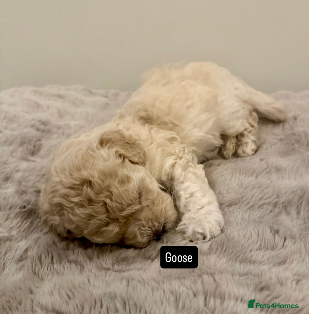 Maltipoo dogs for sale: Adorable F1B Merle** Maltipoo Puppies for sale - Image 23