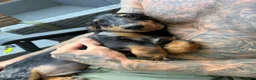 Miniature Dachshund dogs for sale: KC Silver Dapple Male Long Hair - Shady -  - Advert 5