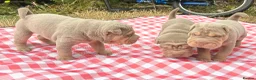 Shar Pei dogs for sale: KC REGISTERED RARE LILAC TAN SHAR-PEI - Advert 17