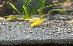 Mollies fish for sale: 3 female mollies  - Image 4